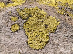 stone in the yellow-green lichen