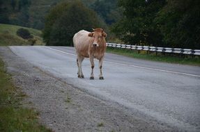 Cow on an asphalt road