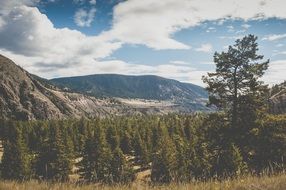 coniferous forest in the mountain valley