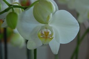 houseplant white orchid flower