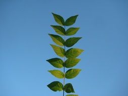 green leaves on plant closeup