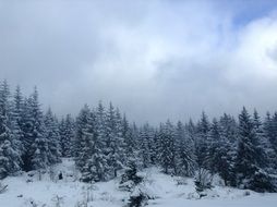 winter fairy forest