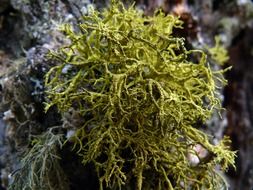 tree yellow moss