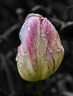 bud of pink tulip in water drops