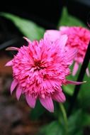 amazing garden flower
