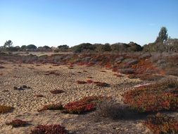 wonderful red desert