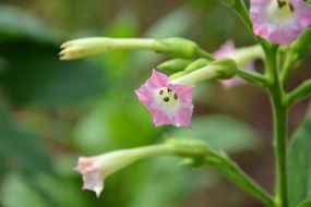 Gentle Pink tobacco flower