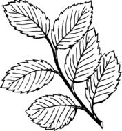 branch vine leaves drawing