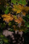 yellow leaves in the forest