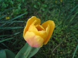 yellow tulip with raindrops