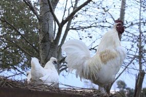 living white chickens on a farm