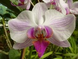 elegant orchid in nature of a sri lanka