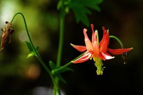 red columbine on a stalk close up