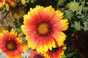 yellow red orange flower blossom closeup
