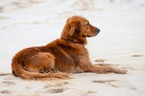 ginger dog lies on the beach