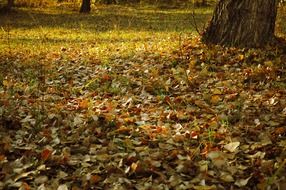 autumn fallen leaves under a tree