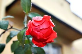 scarlet rose on the balcony