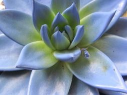 beautiful echeveria closeup