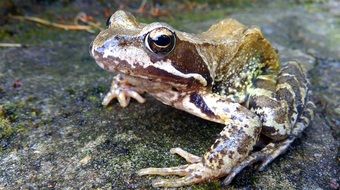 green frog in park near water