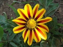 extraordinarily beautiful yellow red striped