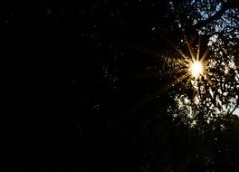 branches at the back light in the dark twilight