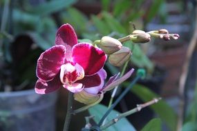 purple orchid flower