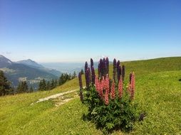 lupine mountain