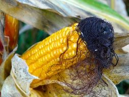 corn hair