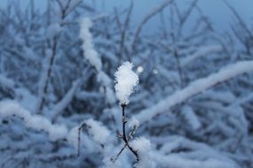 snow on tree branches