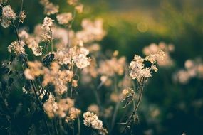 Beautiful, blooming flowers with bokeh lights