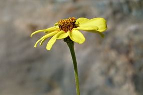 yellow wild flower under the bright sun