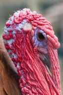 portrait of a domestic turkey