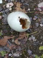 Broken egg on the ground