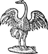 ostrich bird standing with open wings, vintage drawing
