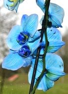 blue painted orchid flower