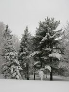 Pine forest in the snow in winter