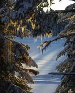winter sun beam