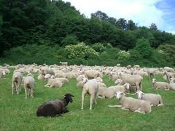 flock of sheep resting on the green grass