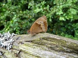 Brown butterfly on the wood