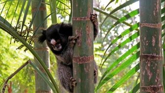 Exotic monkey on a bamboo tree