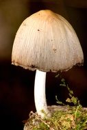 mushroom on moss close up