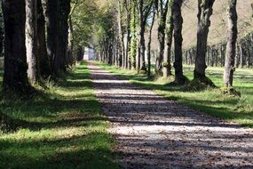 sunlight on the forest path