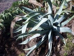 top view of agave plant