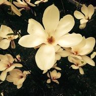 White magnolia flowers blossom in spring