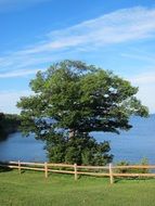 stunning tree and fence and lake