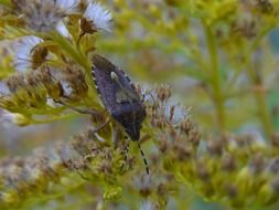 black forest insect closeup