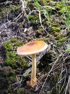 Colorful mushrooms in the mixed forest
