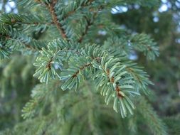 branch pine tree close-up