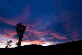 silhouette tree sky
