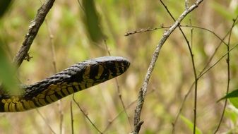 Cobra in the forest